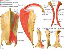 Tags proper position, type of bone cell. Wing Musculature Reconstruction In Extinct Flightless Auks Pinguinus And Mancalla Reveals Incomplete Convergence With Penguins Spheniscidae Due To Differing Ancestral States Biorxiv