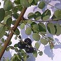 Image result for Phyllanthus polyspermus
