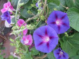 Morning Glories 2 By Mandazepanda Garden Vines Morning Glory Flowers Beautiful Flowers