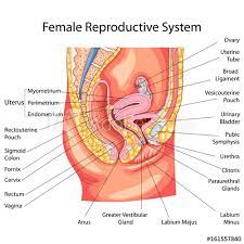 The tubes through which eggs pass from the ovaries to the uterus. Education Chart Of Biology For Female Reproductive System Diagram Stock Vektorgrafik Adobe Stock