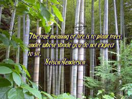 Tree plantation is the major key to the most of our environmental problems. Quotes About Plant A Tree 116 Quotes