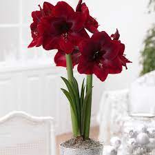 Amaryllis Red Pearl 34 36cm Amaryllis Bulbs Red Amaryllis Amaryllis