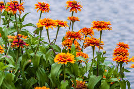 Sunflower fields duo from aggieland flowers & chocolates college station florist tx : Orange Flowers These Orange Flowers Were Next To The Pond In The Park Behind The George Bush Presidential Library In College Station Texas College Station 75centralphotography