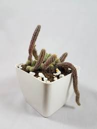 During the winter months they should be rather kept dry. Buy Cleistocactus Winteri Monkey Tail Cactus Online