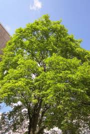 Image result for Haplocoelum