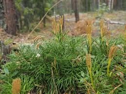 Image result for Lycopodium
