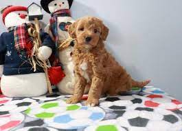 Buy Cheap Goldendoodle Puppies For Sale Near Me In 2020 Goldendoodle Puppy For Sale Goldendoodle Puppy Puppies For Sale