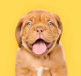 Puppy Play + Learn (Free!)