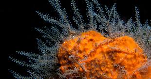 We did not find results for: Scientists Debate The Origin Of Cell Types In The First Animals Quanta Magazine