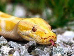 Snakes Yellow Animals Burmese Python Snake Wallpaper