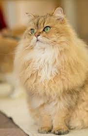 Gatos Persas Razas De Gatos Gatos Gatos Bonitos