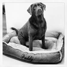 It's just the right size for one large pooch or. Cookie Dough Brown Fleece Luxury Cradle Dog Bed Large Wolfybeds