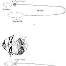 Good digestive tract health helps prevent heartburn, constipation, and other ills. Pdf Description Of The Digestive Tract And Feeding Habits Of The King Angelfish And The Cortes Angelfish