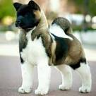 Akita Puppies For Sale from Certified Breeders Nationwide ...
