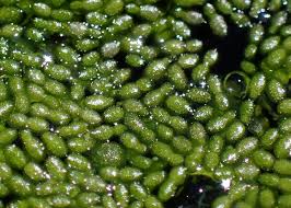 Image result for Wolffiella hyalina