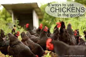 Guinea fowl are best for the farm and rural property where they can roam freely without disturbing the neighbours. 8 Ways To Use Chickens In The Garden The Prairie Homestead