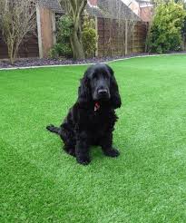 The 17 mm pile length artificial grass is hypoallergenic and is safe for pets and. Artificial Grass For Dogs 10 Year Warrenty Trusted Installer