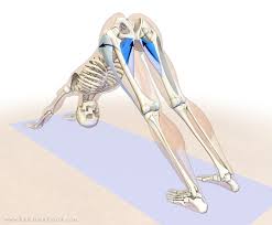 The major benefits of downward dog pose include stretching the shoulders, hamstrings and wrists. Major Muscle Used Of Downward Dog Yoga Pose Of The Month One Legged Downward Facing Dog Jat Rarad