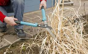Schöne ziergräser für den garten. Pampasgras Schneiden Wann Ist Der Richtige Zeitpunkt Mein Schoner Garten