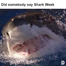 Leading up to shark week, discovery and discovery+ will celebrate sharks all month long with a shark movie festival across both platforms shark week 2021 will feature two documentaries, available exclusively on discovery+. Shark Week Sharkweek Instagram Photos And Videos