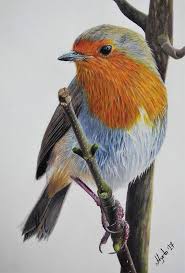 Robin Bird Original Drawing Robin Original Drawing Robin Bird Drawings Bird Illustration Color Pencil Art