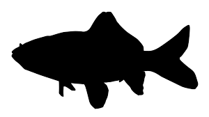 Png, psd, icons, and vectors. Fish Black And White Silhouette Fish Clipart Fish Clipart Animals Clip Art