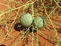 Image result for Acanthosicyos