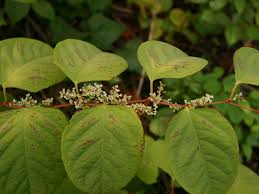 Image result for Fallopia