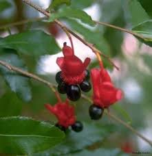 Image result for Ochna atropurpurea