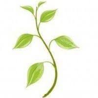 Homemade Body Butter With Shea And Coconut Recette Creme Pour Le Corps Le Corps Creme