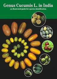Image result for Cucumis