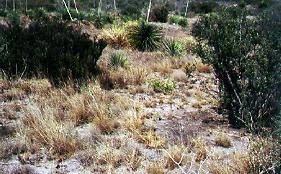 Image result for Acacia tenuispina