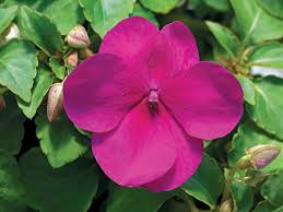 Image result for Impatiens wallerana