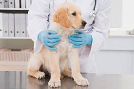 Find out how petbarn compares to other pet shops. Veterinarian Clinics Greencross Vets Kawana Waters