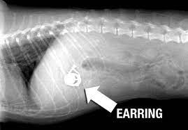 15 X Ray Images Of Items Dogs Have Swallowed But Shouldn T Have X Ray Dogs Dog Eating