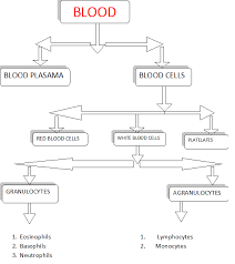 blood introduction plasma