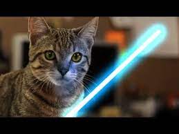 Jedi Kitten Uses The Force Kitten Cute Cat Gif Funny Cat Videos