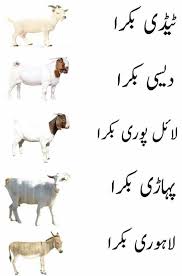 Lahorion Say Mazrat K Sath Funny Cartoon Memes Eid Jokes Fun Quotes Funny