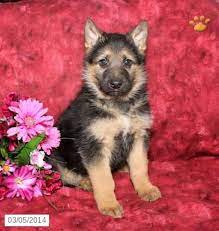 These cute pups are long haired so they shed less! German Shepherd Puppies For Sale Lancaster Puppies German Shepherd Puppies German Shepherd Lancaster Puppies