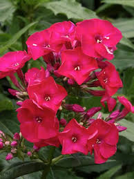 The tall garden phlox can grow up to three feet tall but there are dwarf varieties that are much smaller on maturity. Phlox Flame Red Bluestone Perennials