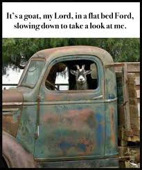 It S A Goat My Lord In A Flat Bed Ford Slowing Down To Take A Look At Me I M Such A Ninny Singing The Wron Funny Animal Memes Animal Memes Funny