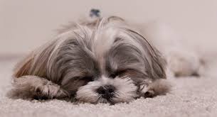 There are several factors that will affect your pup's energy levels. How Much Do Puppies Sleep