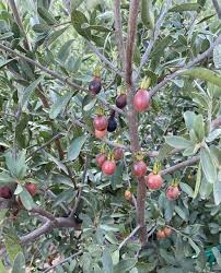 Image result for Diospyros lycioides