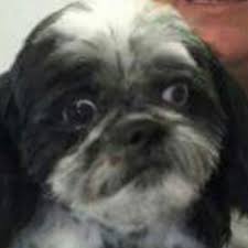 Please see our website for more details. Happy Tails Pet Resort Home Facebook