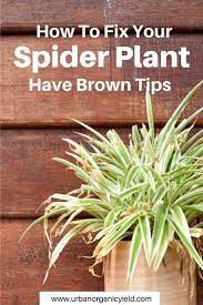 Why Does My Spider Plant Have Brown Tips Spider Plants Plants Plant Problems