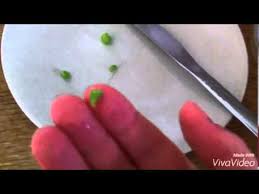 How To Give A Pea To Your Betta 7animal Addicts Youtube