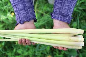 We cover all the essentials to grow lemongrass successfully, including the best conditions, climate, soils, containers, and plant care. How To Grow Lemongrass Indoors Or Outside