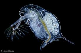 Mini Microbe Portraits From The Micropolitan Museum Micro Photography Microscopic Sea Creatures