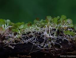 Image result for Utricularia striatula
