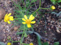 Image result for Hermannia seineri